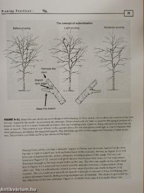 An Illustrated Guide to Pruning