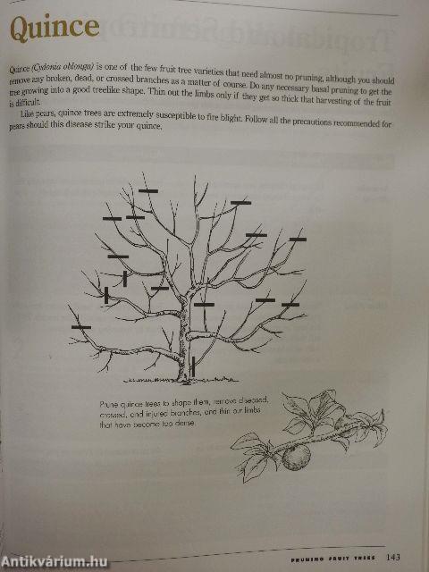 Pruning Made Easy