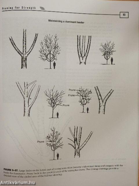 An Illustrated Guide to Pruning