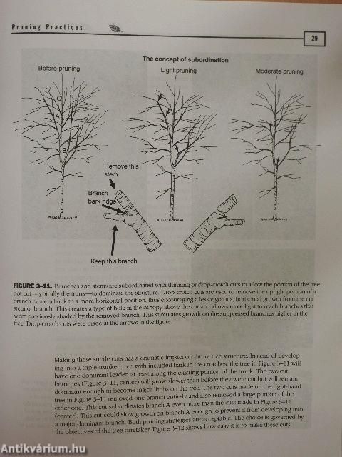 An Illustrated Guide to Pruning