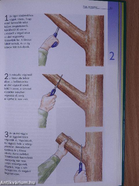 Növények metszése