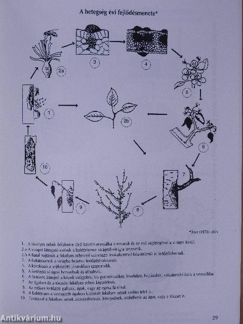 Az almatermésűek baktériumos hajtásszáradása és elhalása (tűzelhalás)