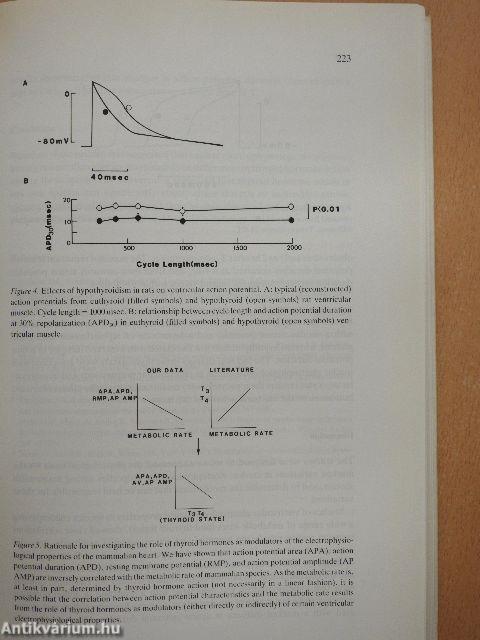 Activation, Metabolism and Perfusion of the Heart