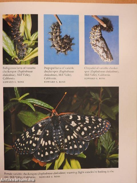 Butterfly Gardening