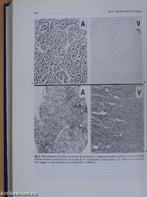 Cardiac Energetics