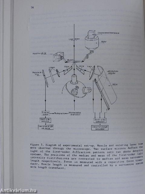 Cardiac Left Ventricular Hypertrophy