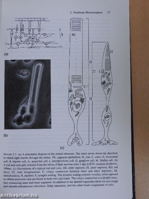 Science of Vision