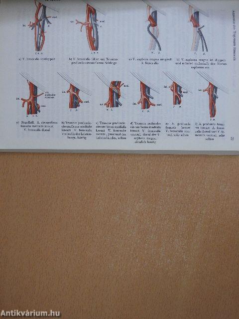 Katheterdiagnostik via Arteria femoralis