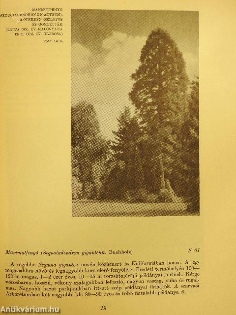 A szarvasi arborétum