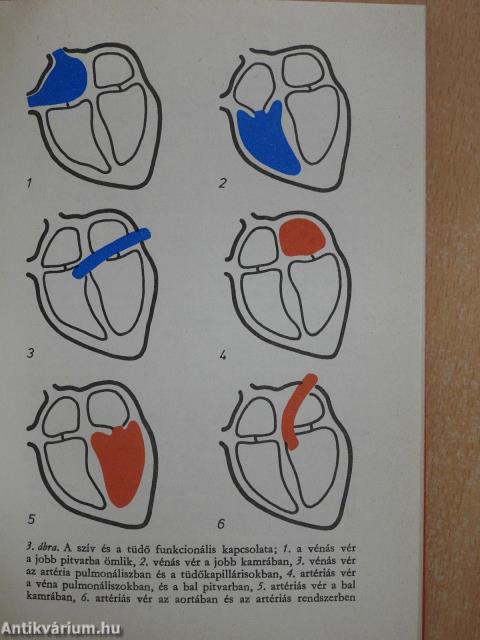 Szív- és érbetegségekről mindenkinek (dedikált példány)