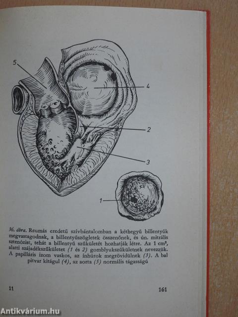 Szív- és érbetegségekről mindenkinek (dedikált példány)