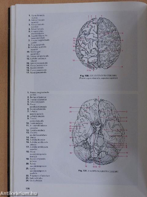 Atlas anatomiae I. (töredék)