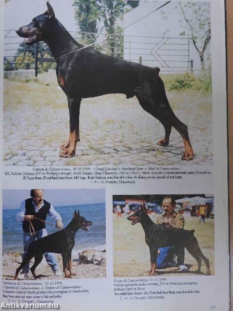 A dobermannvilág képekben