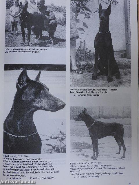 A dobermannvilág képekben