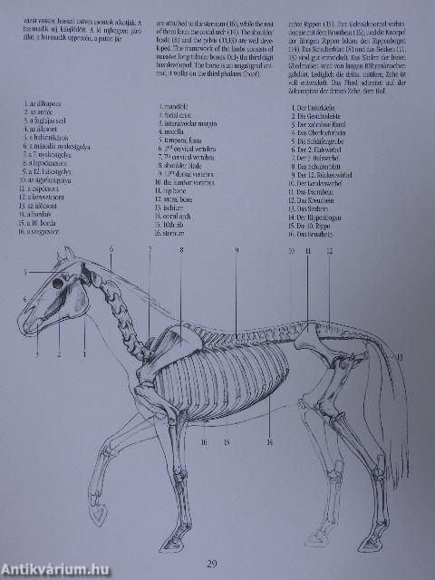 A ló művészeti anatómiája