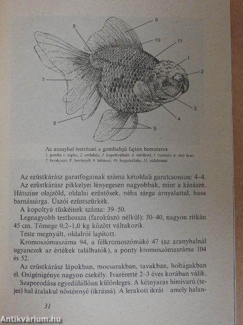 Az aranyhal és a díszponty