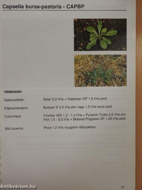 Szántóföldi gyomnövények