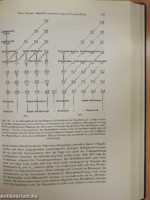 Das menschliche Knochenmark