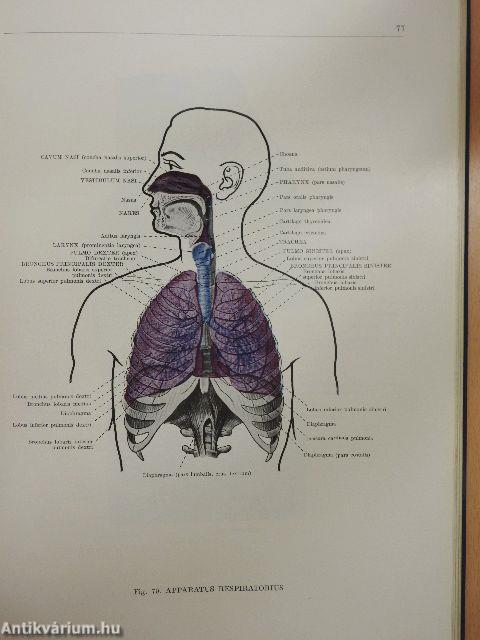 Anatomischer Atlas des Menschlichen Körpers I-III.