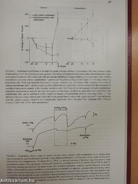 The Endothelium: Modulator of Cardiovascular Function