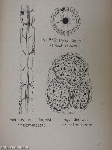 Biológiatagozatos osztályok laboratóriumi naplója