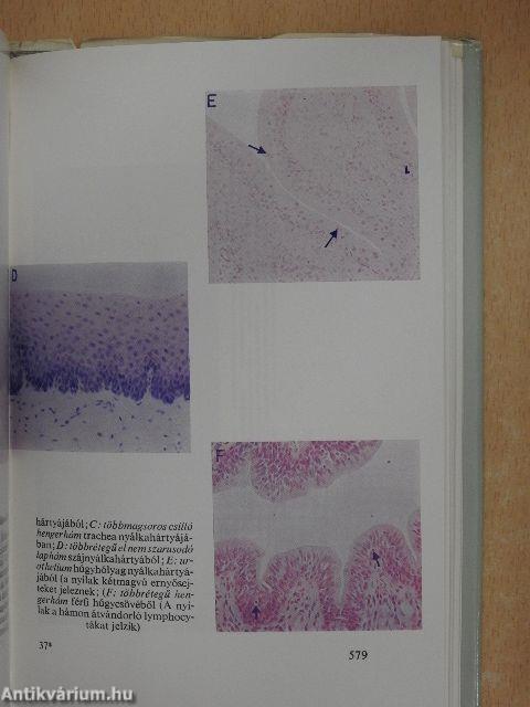 Functionalis anatomia 1-3.