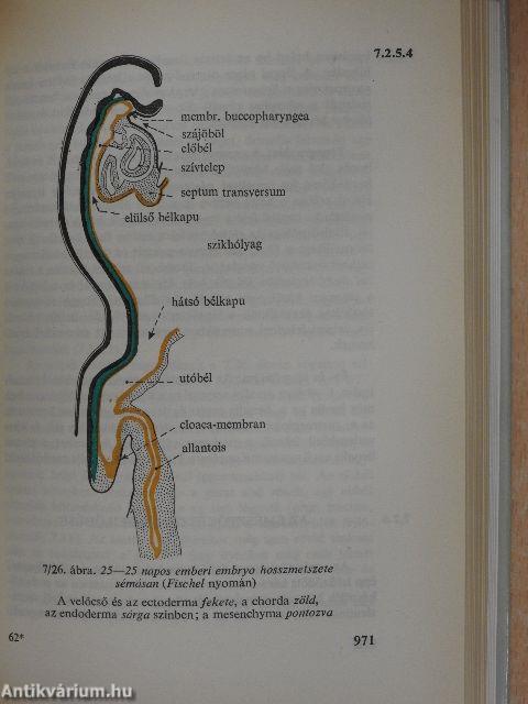 Functionalis anatomia 1-3.