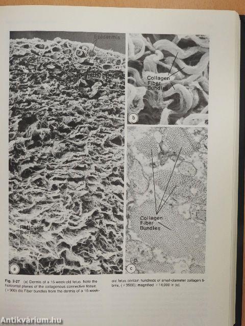 Physiology, biochemistry, and molecular biology of the skin I-II.