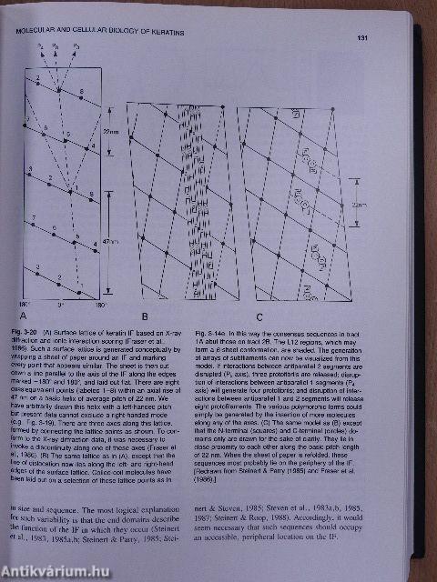 Physiology, biochemistry, and molecular biology of the skin I-II.