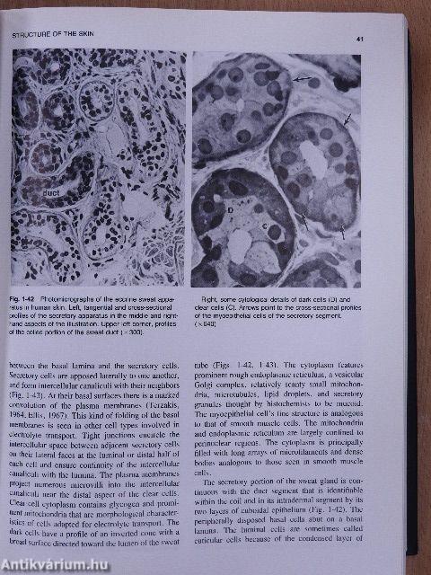 Physiology, biochemistry, and molecular biology of the skin I-II.