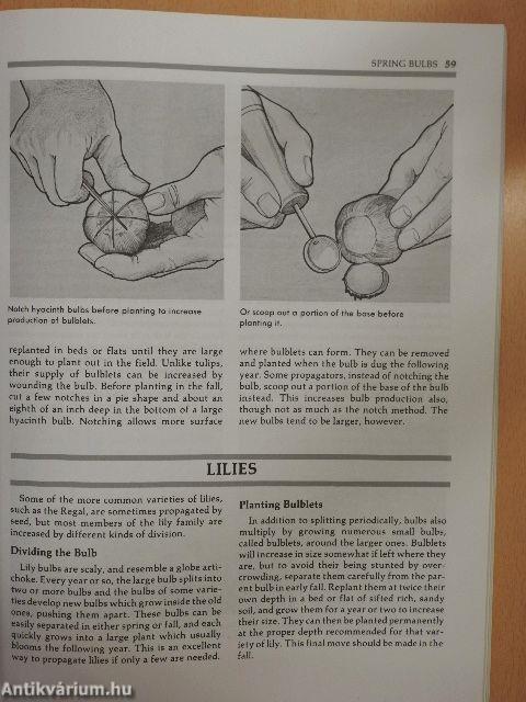 Secrets of Plant Propagation