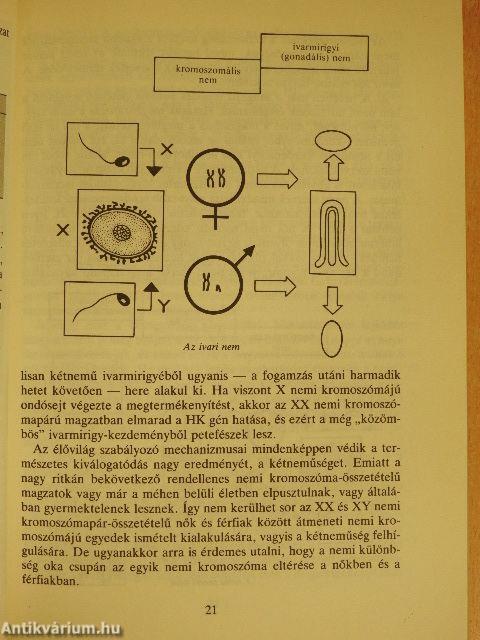 "A csókok átka"