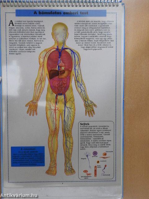 A bámulatos emberi test