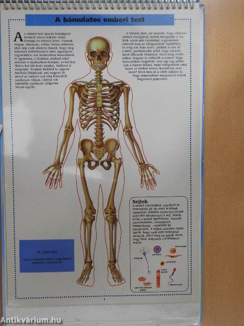 A bámulatos emberi test