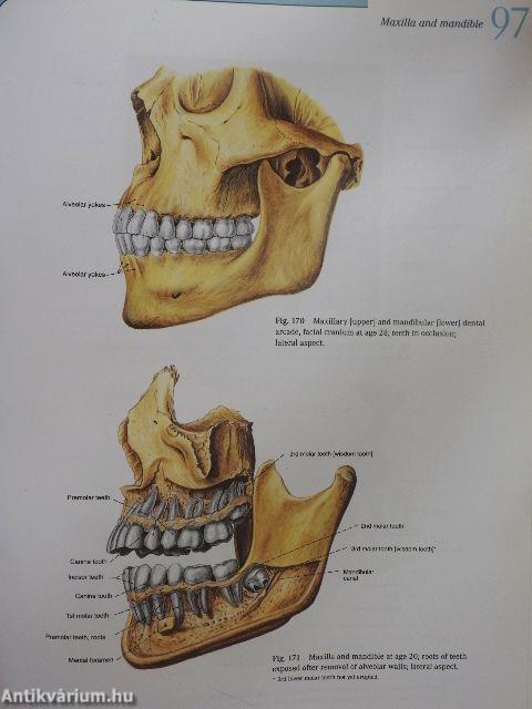 Sobotta - Atlas of Human Anatomy 1.