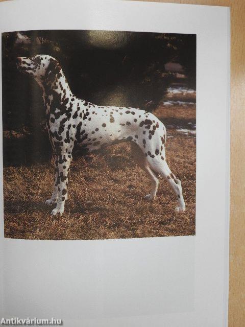 A dalmata