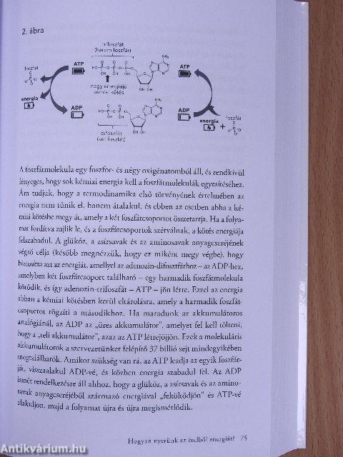 Miért nem a kalóriák számítanak