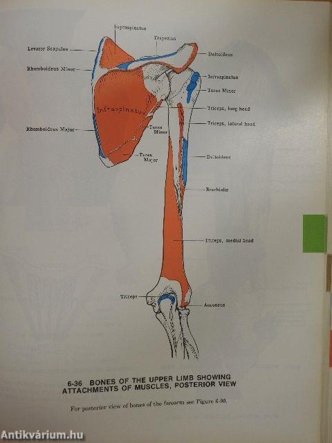 Grant's Atlas of Anatomy