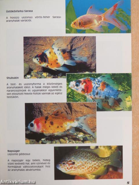 Az aranyhalas akvárium