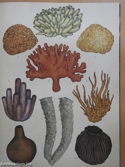 Animalium