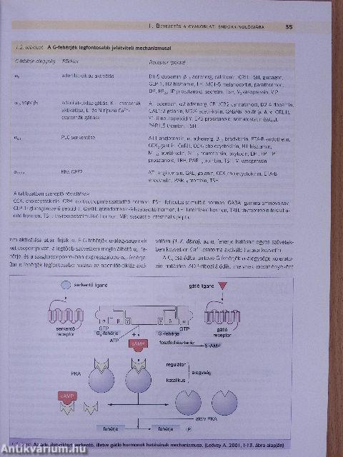 Az endokrin és anyagcsere-betegségek gyakorlati kézikönyve