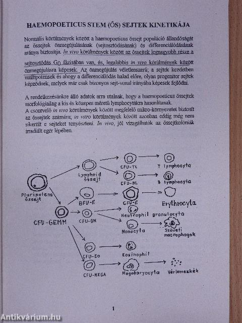 Hematológiai betegségek kórélettana I.