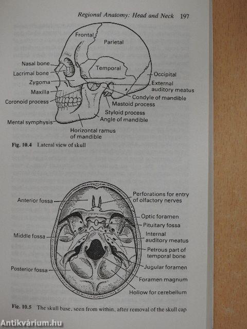 Human Anatomy and Physiology