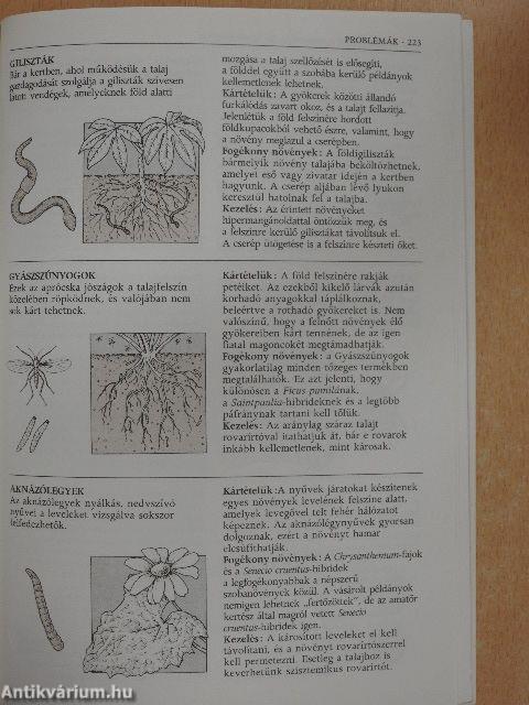 Növények a lakásban