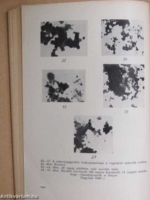 A protoplazma szerkezetének fermentműködése