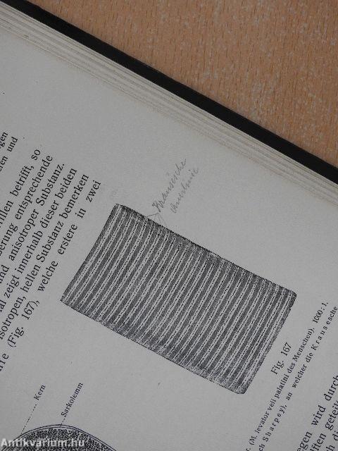 Rauber's Lehrbuch der Anatomie des Menschen Abteilung 1. (töredék)