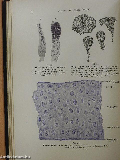 Rauber's Lehrbuch der Anatomie des Menschen Abteilung 1. (töredék)