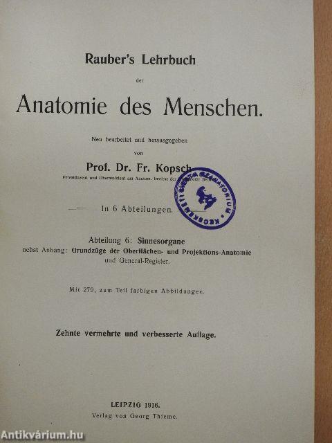 Rauber's Lehrbuch der Anatomie des Menschen Abteilung 6. (töredék)