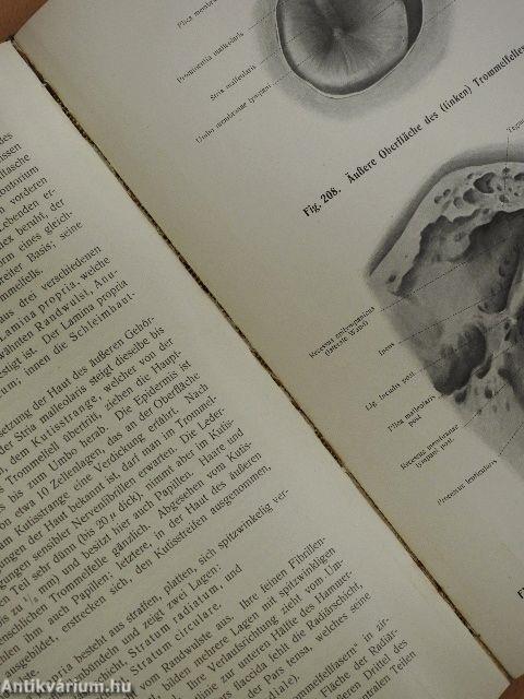 Rauber's Lehrbuch der Anatomie des Menschen Abteilung 6. (töredék)