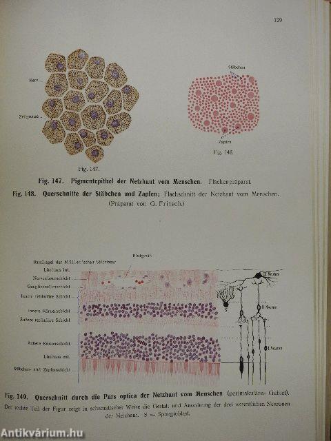 Rauber's Lehrbuch der Anatomie des Menschen Abteilung 6. (töredék)